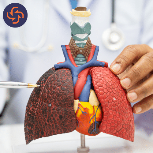 Healthcare professional holding a detailed lung model and pointing with tweezers, representing lung anatomy, respiratory health, and disease education.