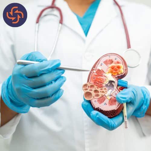 Doctor in medical gloves holding and pointing at a kidney model, explaining kidney structure and related diseases.