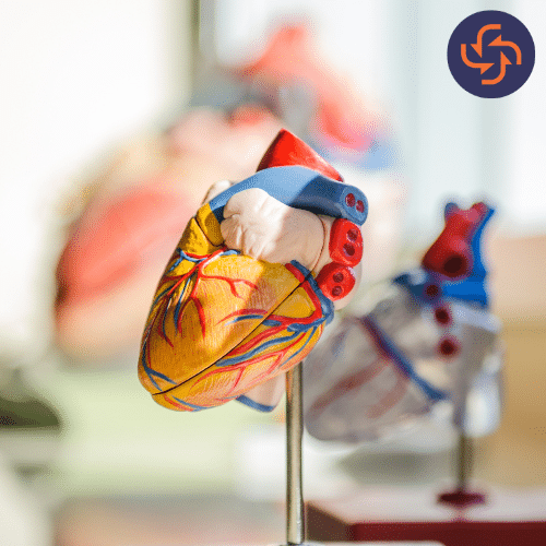 A detailed anatomical model of a human heart showing the atria, ventricles, and major coronary arteries.
