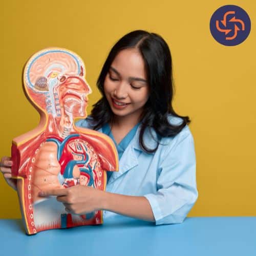 Person explaining human anatomy model.