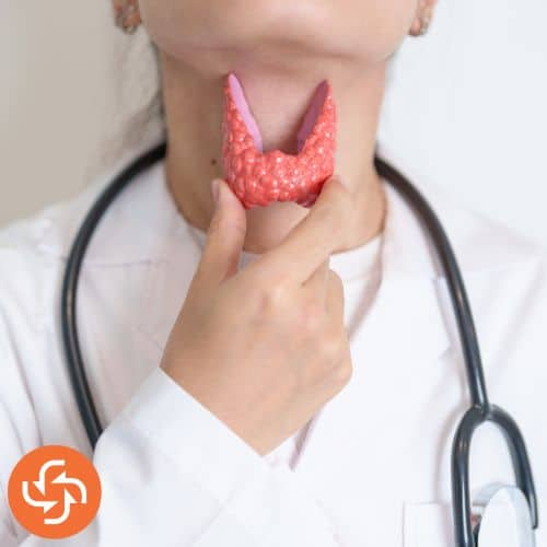 Doctor holding a thyroid gland model near the neck to explain thyroid health issues.
